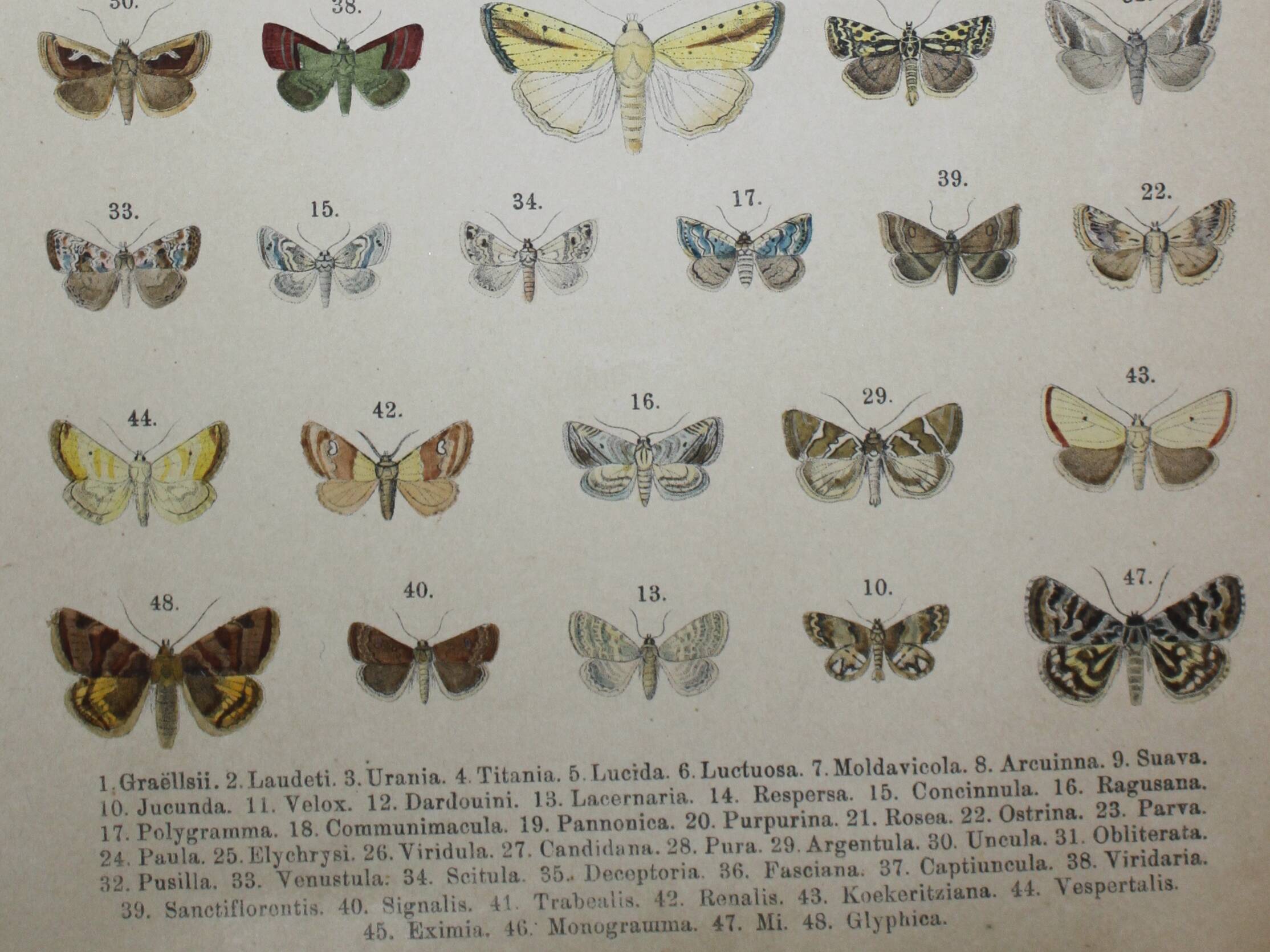 Gravure de 1887 de Papillons - Illustration  de Graellsii - Lithographie originale