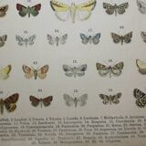 1887 engraving of Butterflies - Illustration by Graellsii - Original lithograph
