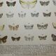 Gravure de 1887 de Papillons - Illustration  de Graellsii - Lithographie originale