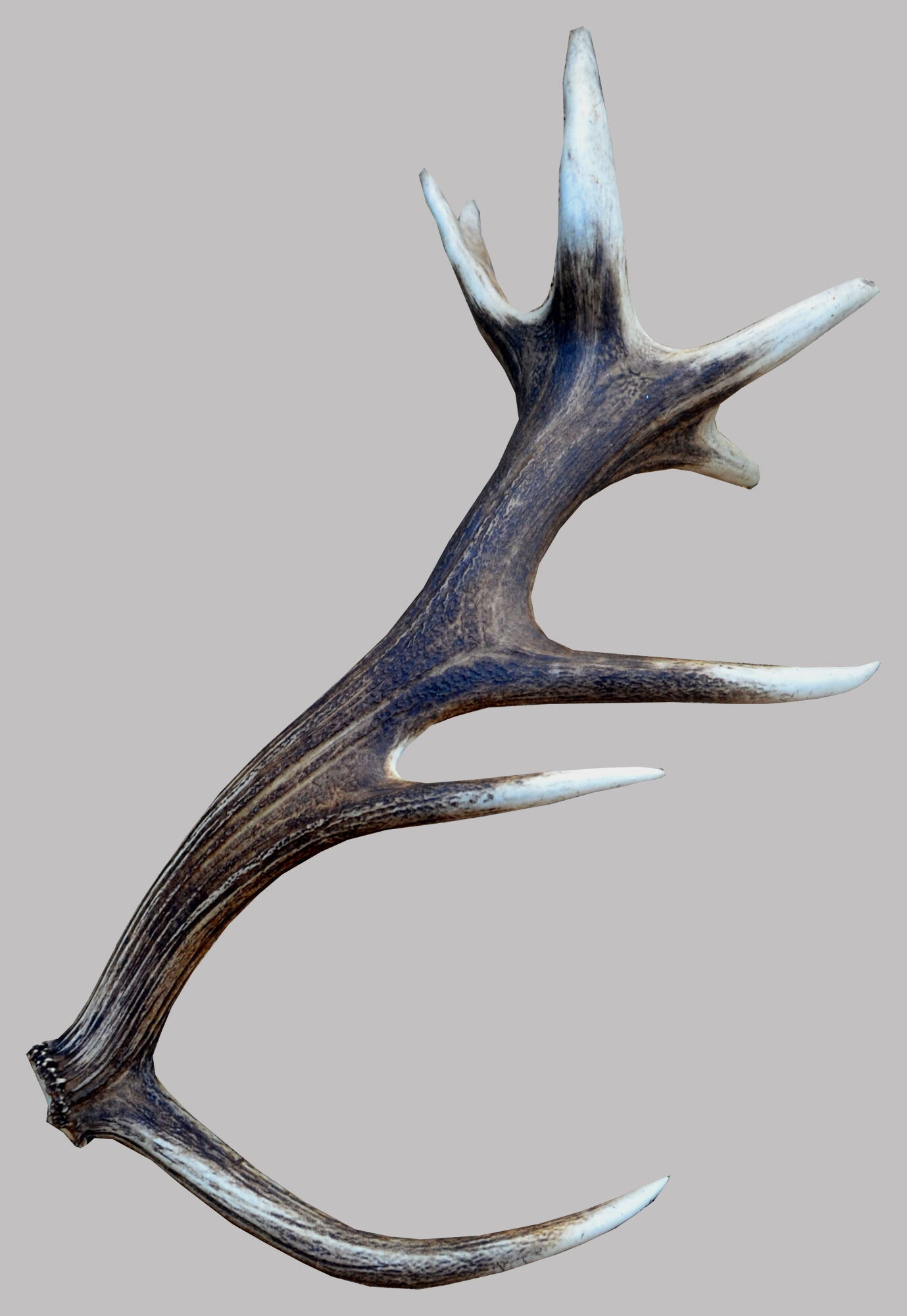 Deer antlers