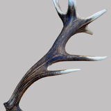 Deer antlers