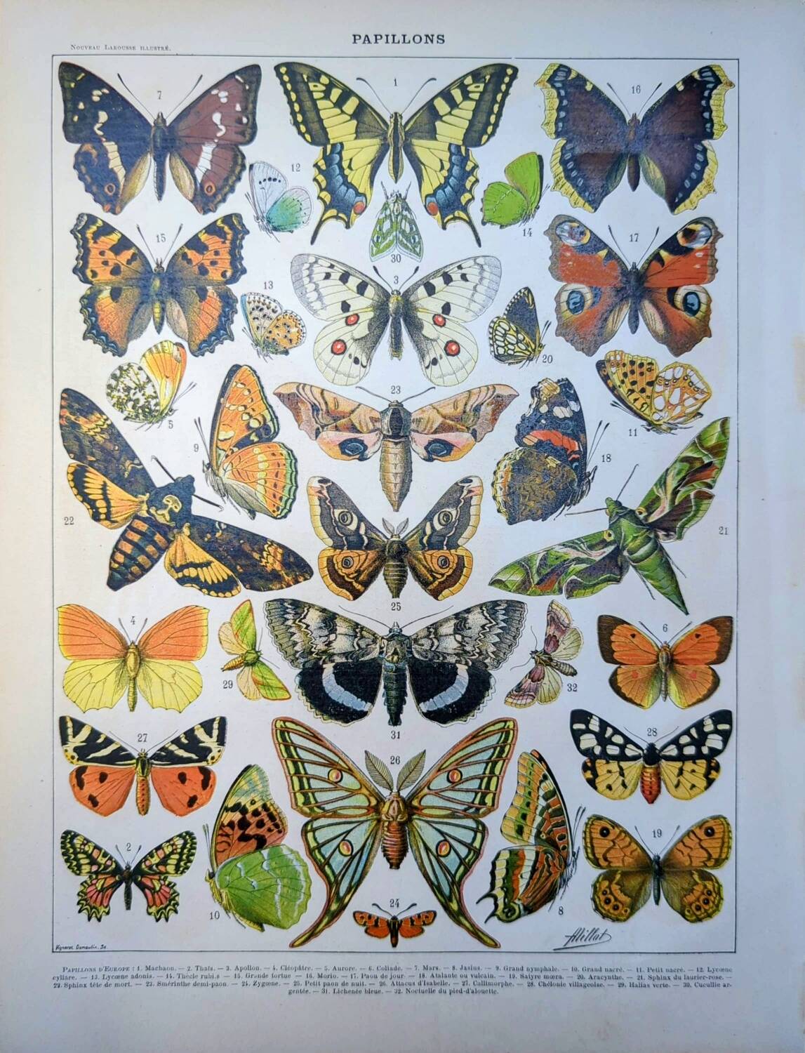 Imprimée en 1905, les papillons. Affiche Entomologique ancienne.