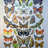 Imprimée en 1905, les papillons. Affiche Entomologique ancienne.