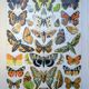 Imprimée en 1905, les papillons. Affiche Entomologique ancienne.