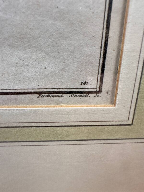 Gravure ancienne poisson globe – Ludwig Schmidt (XIXᵉ siècle)