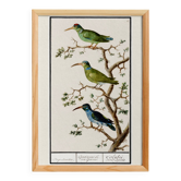 Petite affiche sur des oiseaux exotiques, d’après une gravure ancienne de 1
