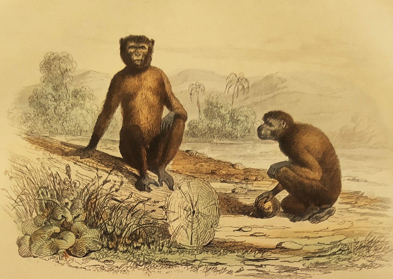 Original zoological board "Magot - Grand Papion - Ouanderou" Buffon 1840