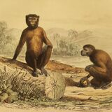 Original zoological board "Magot - Grand Papion - Ouanderou" Buffon 1840