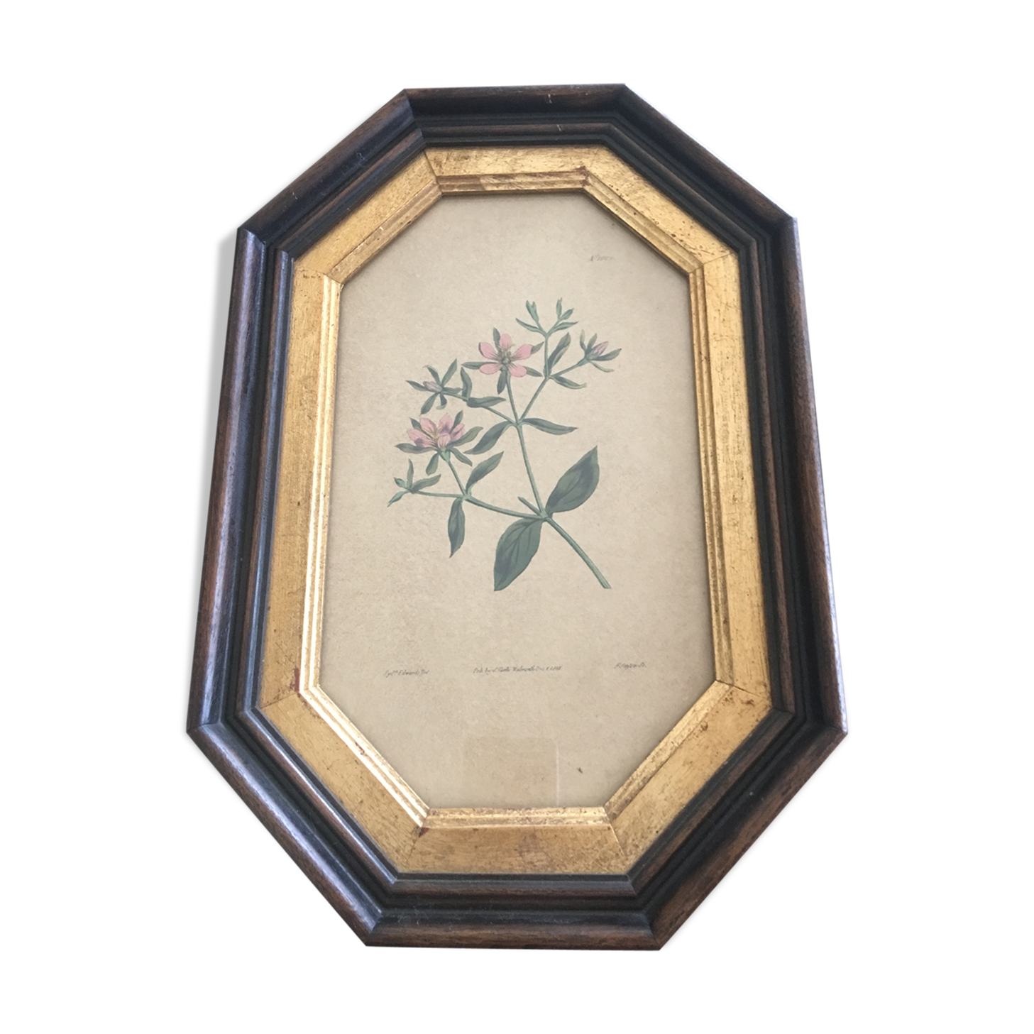 Curtis Walworth's 1813 botanical frame