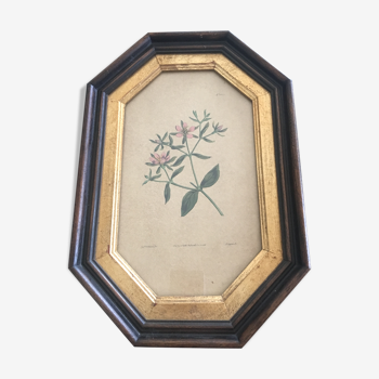 Curtis Walworth's 1813 botanical frame