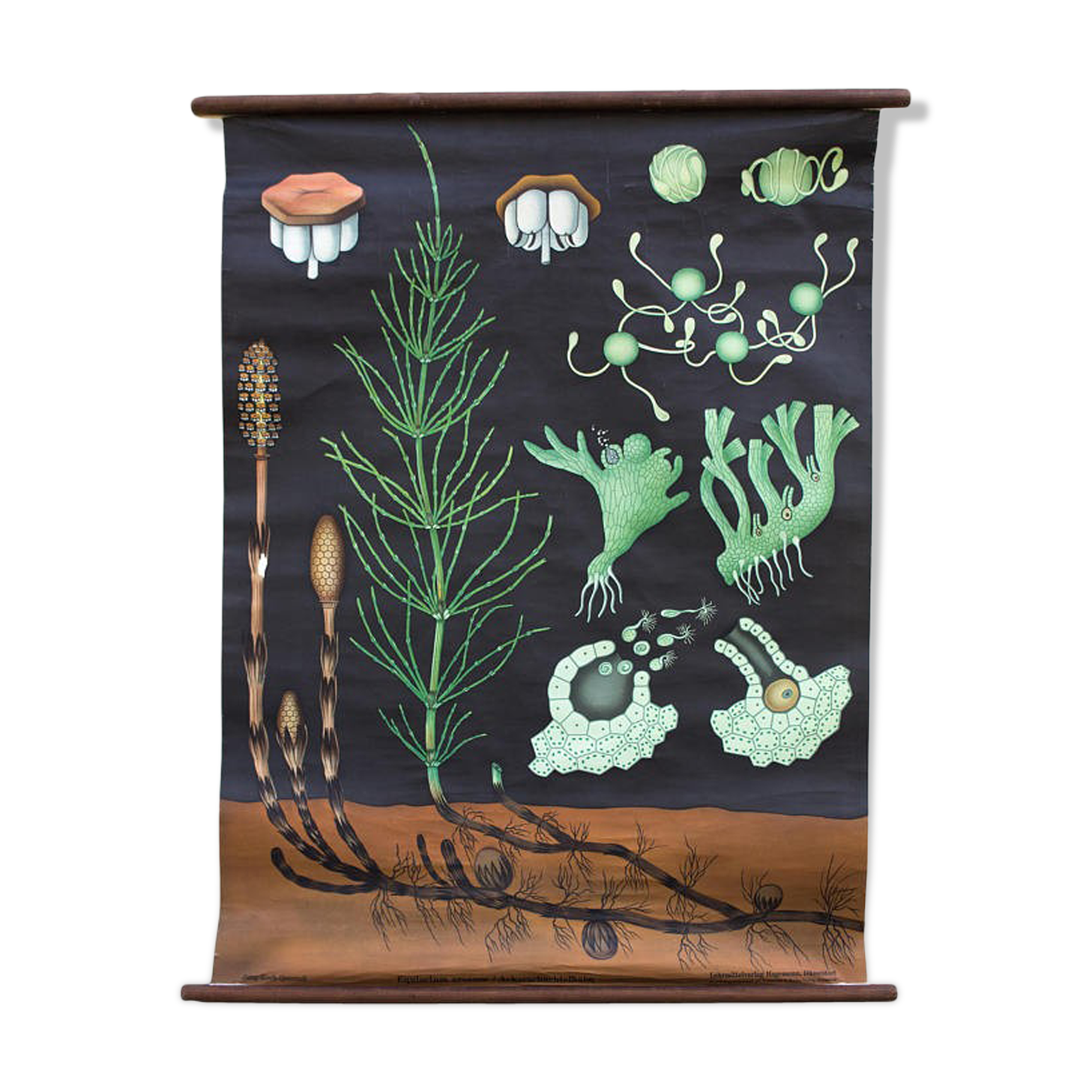 Jung-Koch-Quentell School Wall Poster, Haarmoos 1959 Horsetail