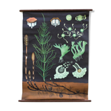 Jung-Koch-Quentell School Wall Poster, Haarmoos 1959 Horsetail