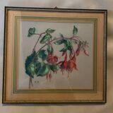 Old pastel Fuchsias framed