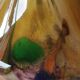 Murano glass soliflore vase Volubilis. Floral shape/Corolla. Polychrome speckles. Gold glitter inclusions. Height 21 cm