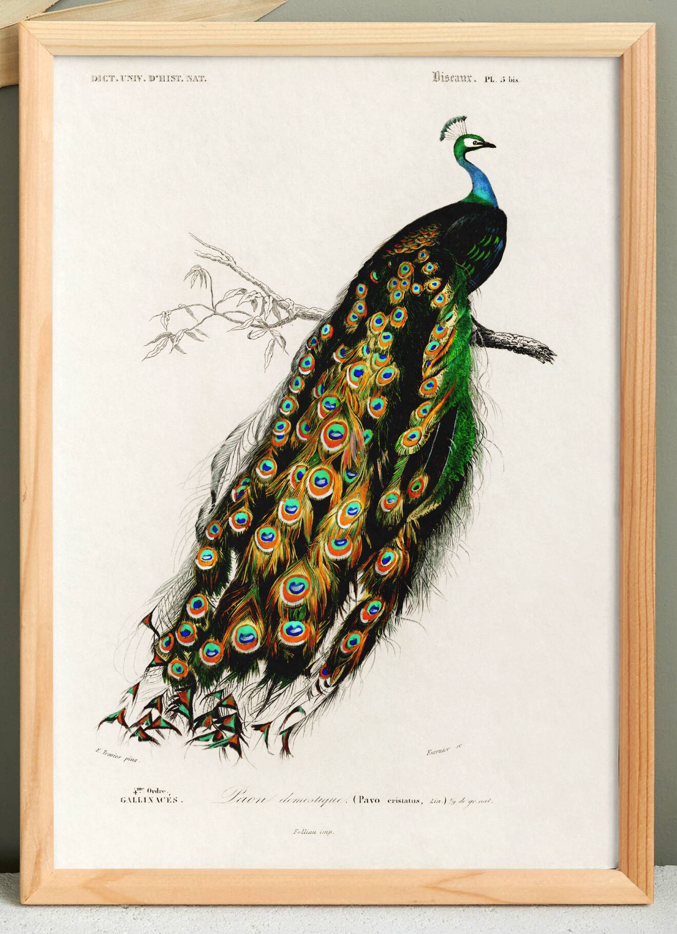 Poster about a peacock, based on an old engraving from 1849.