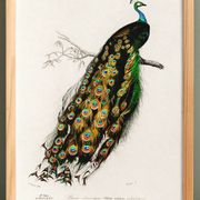 Affiche sur le paon, d’après une gravure ancienne de 1849.
