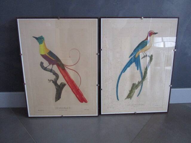 Pair of framed antique bird prints