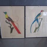 Paire de gravures d'oiseaux anciennes encadrées