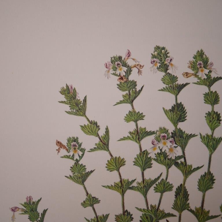 Botanical board, Glasses or ophthalmic grass