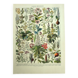 Botanical plate 1928 A. Millot - Medicinal plants 2, herbalism
