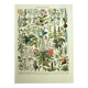 Botanical plate 1928 A. Millot - Medicinal plants 2, herbalism
