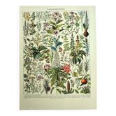 Planche botanique 1928 A. Millot - Plantes médicinales 2, herboristerie