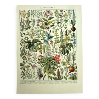 Botanical plate 1928 A. Millot - Medicinal plants 2, herbalism
