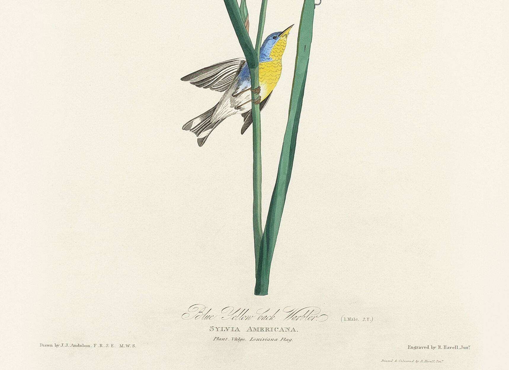 Poster about the Azure Warbler, after an old engraving from 1827.