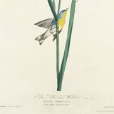 Poster about the Azure Warbler, after an old engraving from 1827.