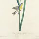 Poster about the Azure Warbler, after an old engraving from 1827.