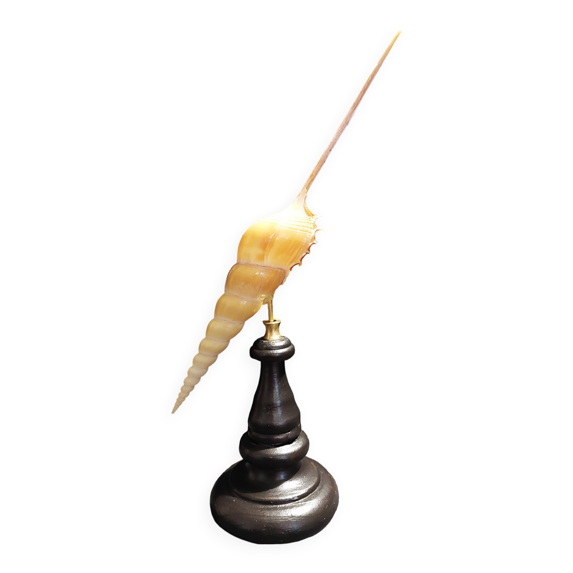 Cabinet of Curiosities tibia fusus shell on base