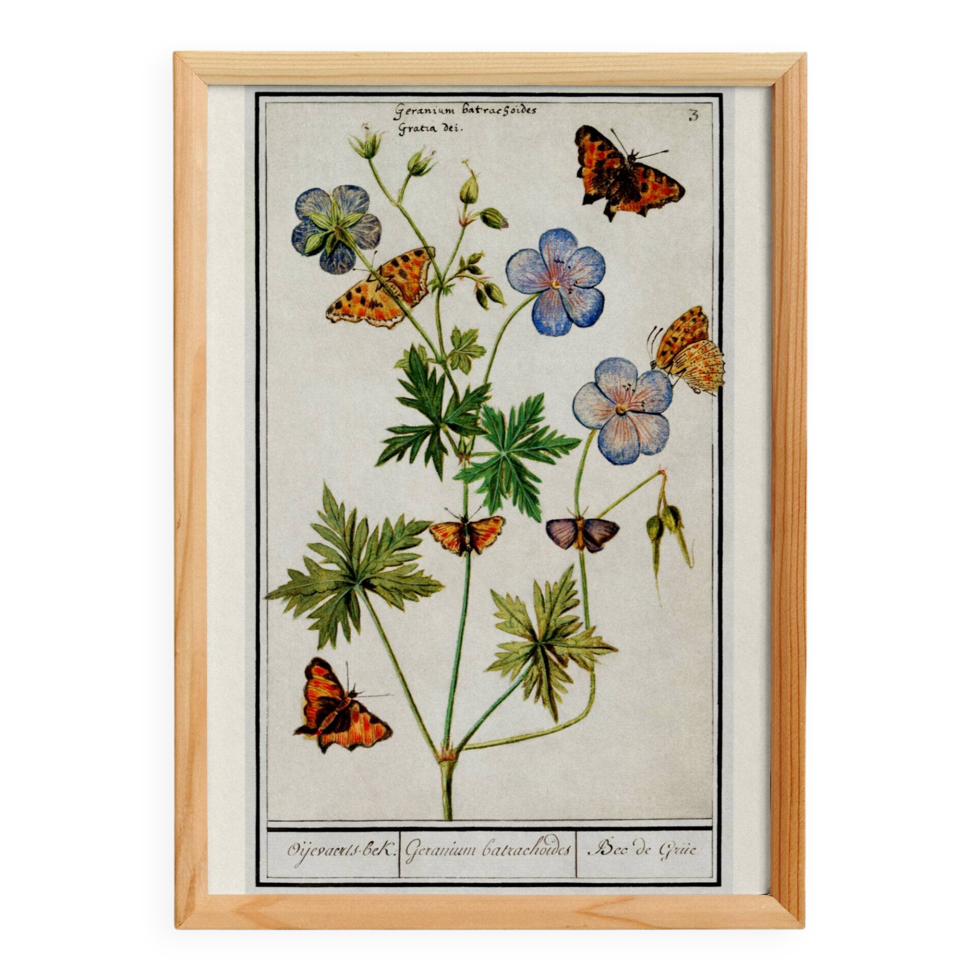 Small poster on “Geranium and butterflies”, after an old engraving