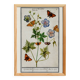 Small poster on “Geranium and butterflies”, after an old engraving
