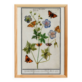 Affiche « Géranium et papillons », d’après une gravure ancienne