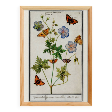 Affiche « Géranium et papillons », d’après une gravure ancienne