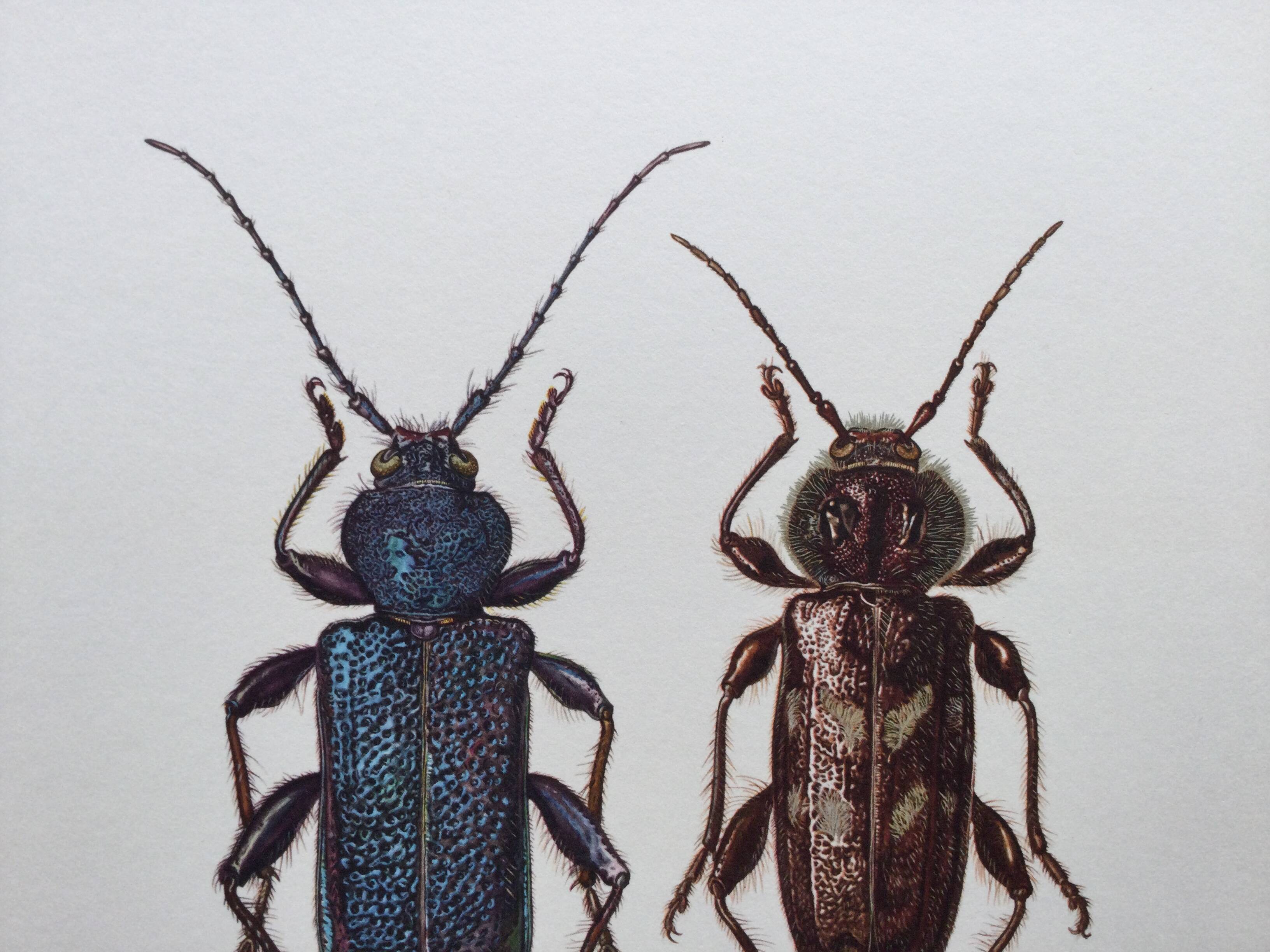 Old illustration "insects", 1960s.