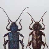 Illustration ancienne "insectes", années 60.