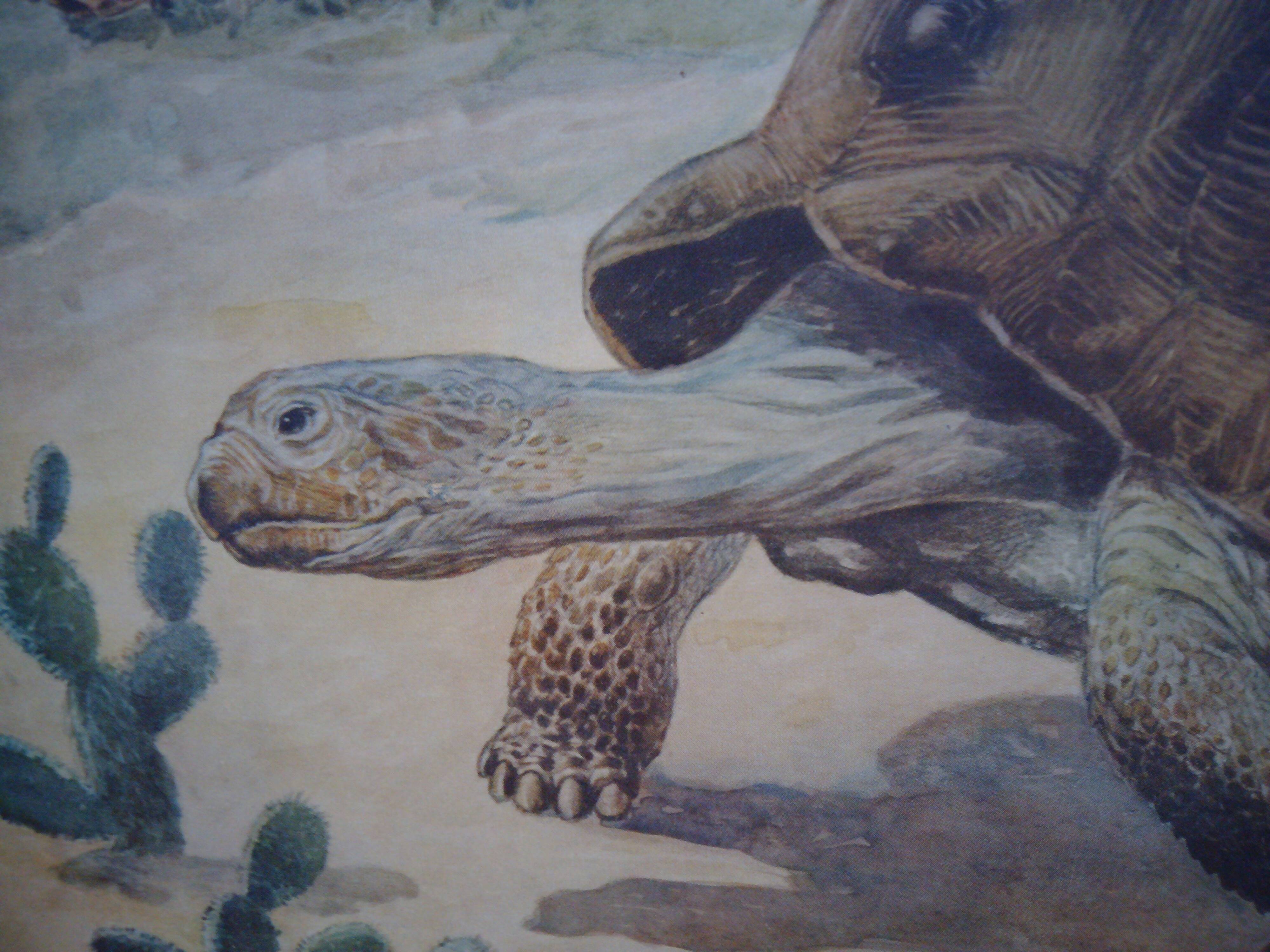 School poster, Giant Tortoise, 1940's, Sweden