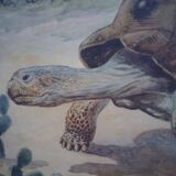 School poster, Giant Tortoise, 1940's, Sweden