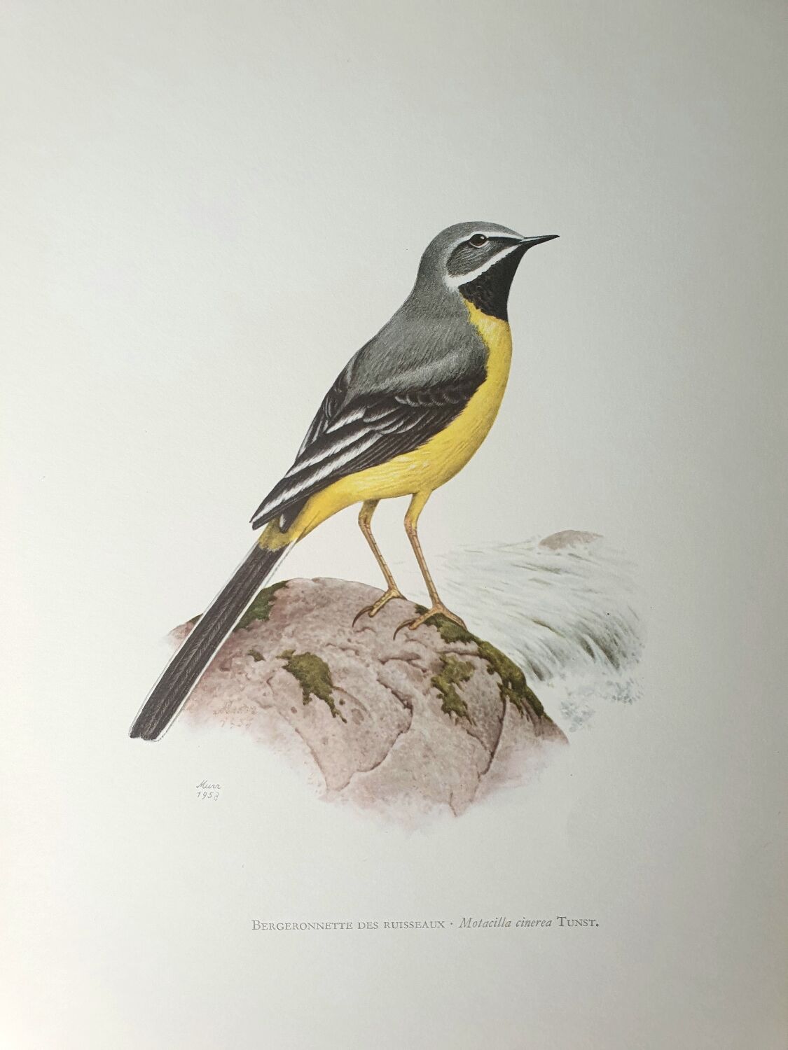 Brook wagtail board