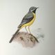 Brook wagtail board
