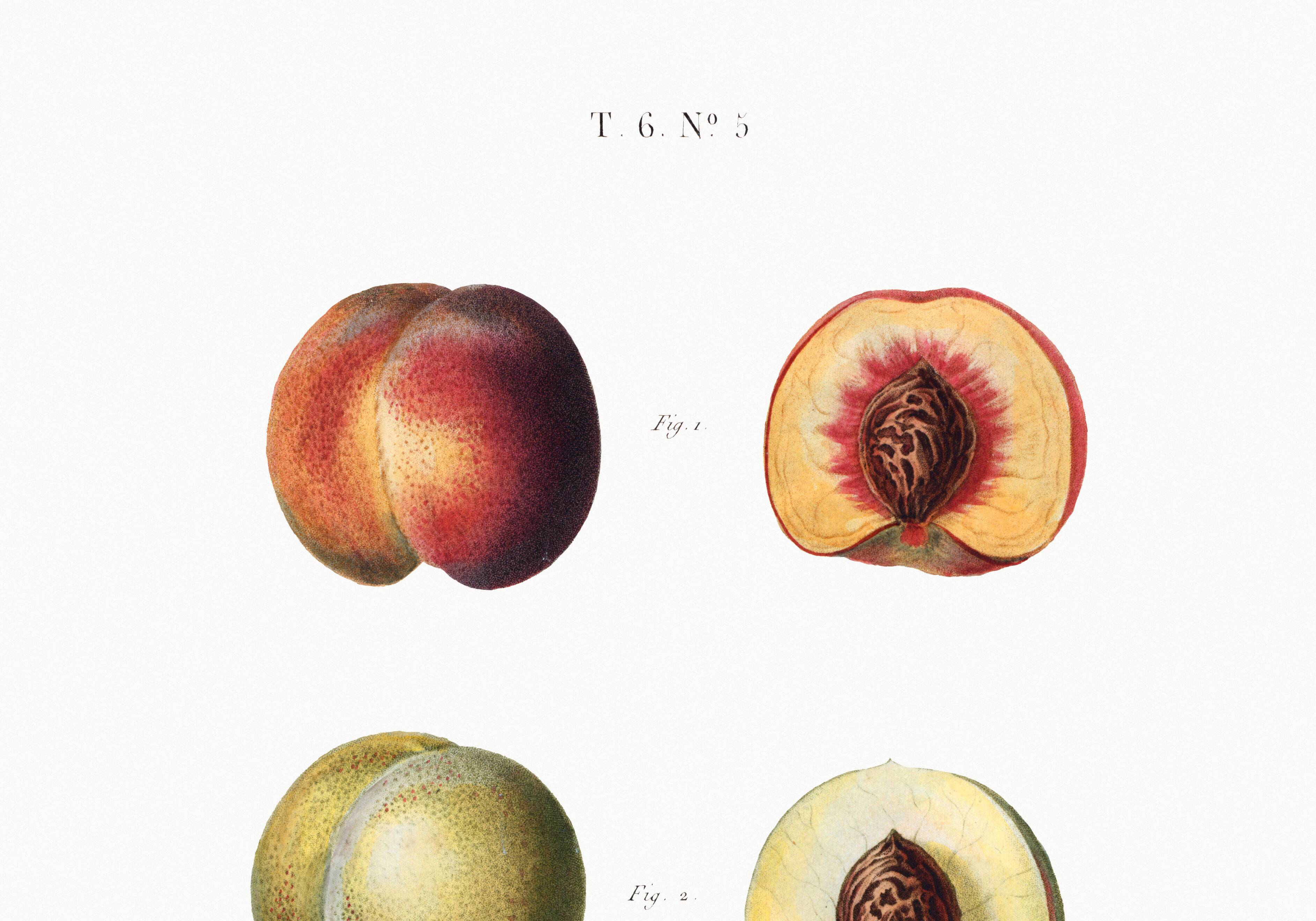 Poster about peaches, based on an old engraving from 1802