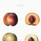 Poster about peaches, based on an old engraving from 1802