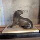 Art Deco Panther in patinated cast iron on a base of onyx and black marble