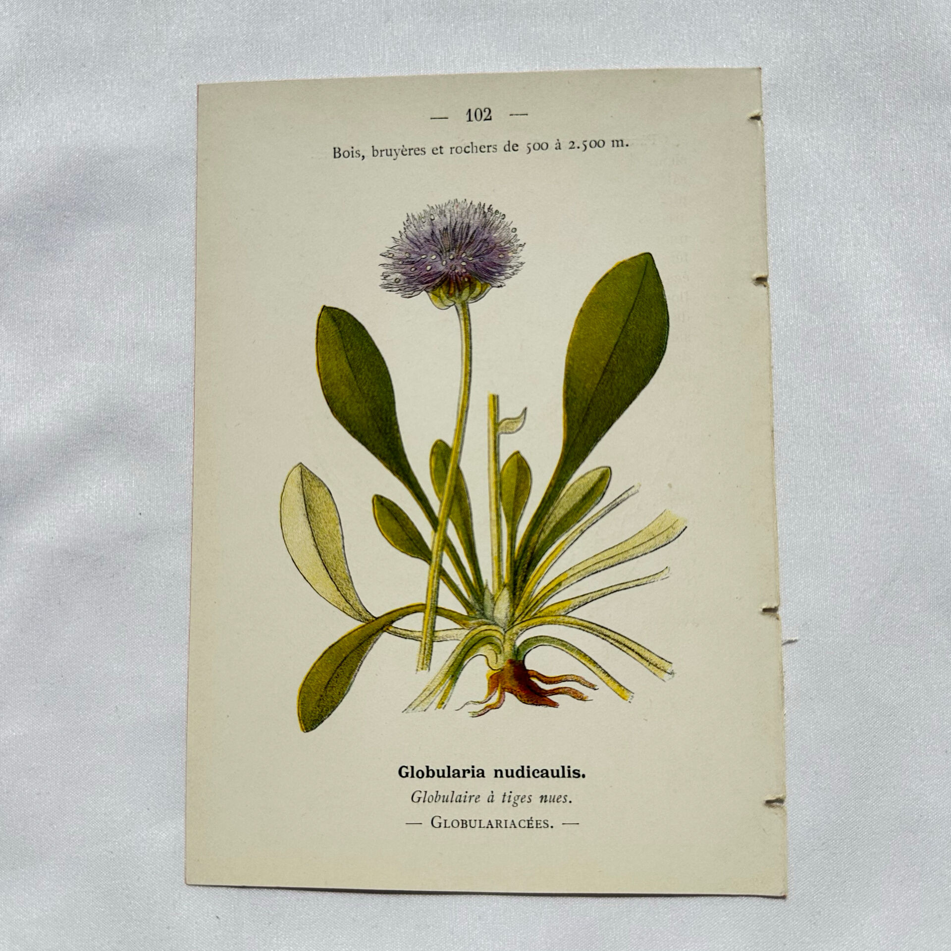 Coloured engraving hands botanical poster antique 1800 double-sided
