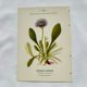 Coloured engraving hands botanical poster antique 1800 double-sided