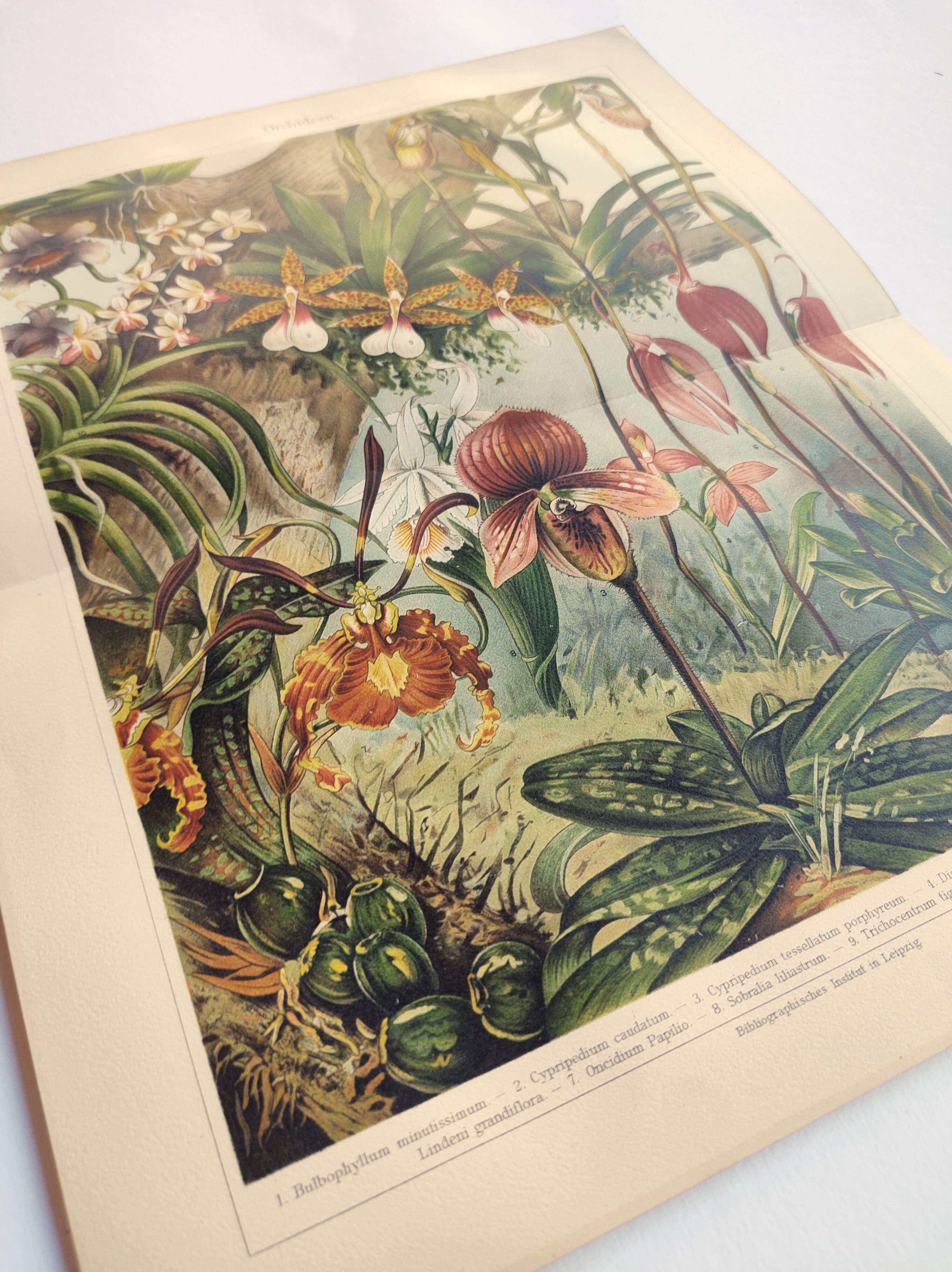 Gravure botanique de 1909 - Orchidée - Planche allemande ancienne