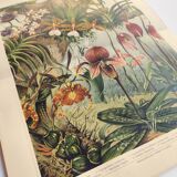 Botanical engraving from 1909 - Orchid - Old German antique print