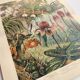 Gravure botanique de 1909 - Orchidée - Planche allemande ancienne