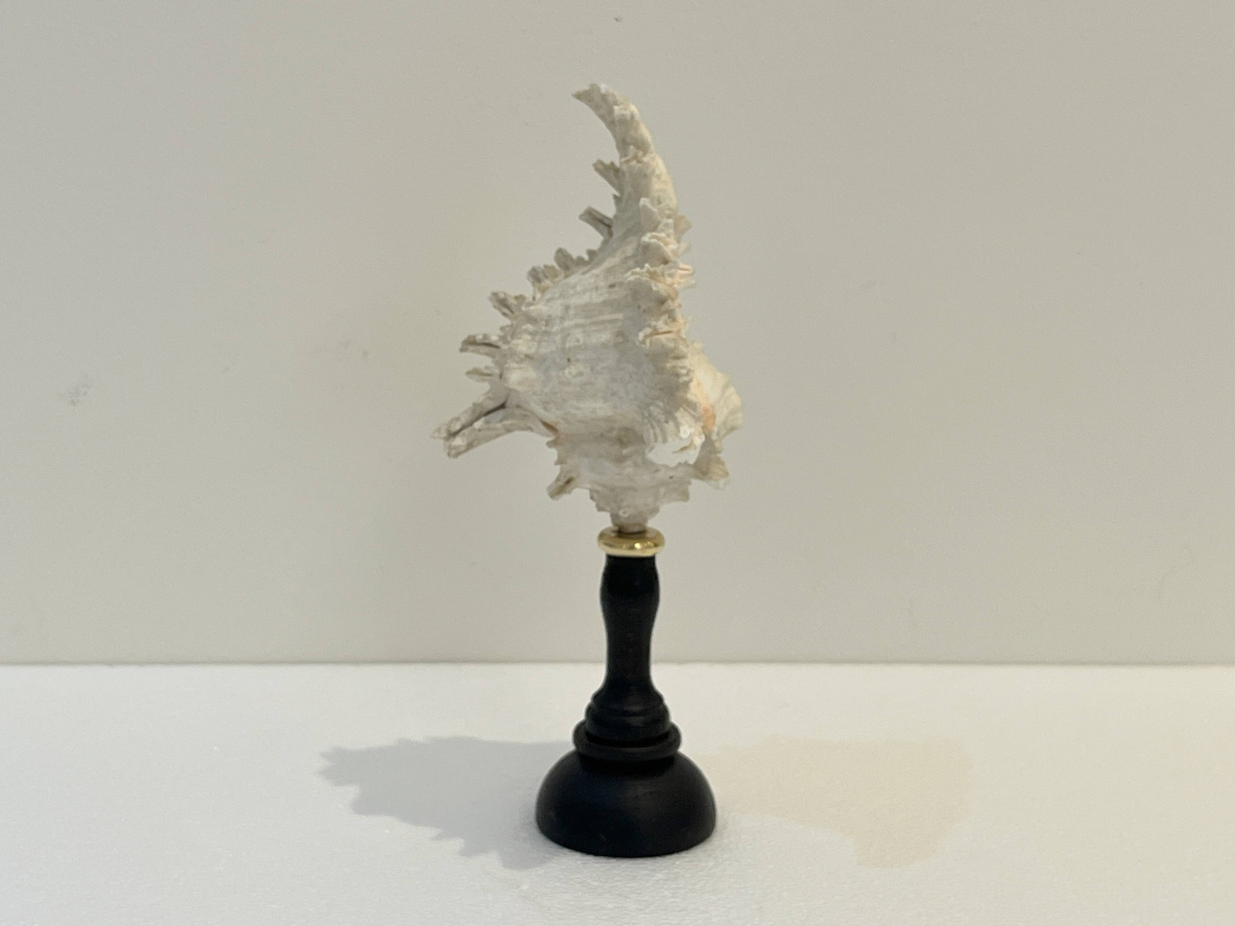 Ancien Coquillage Murex Ramosus sur socle en bois tourné Napoléon III XIXe